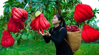 Harvest Citron amp Goes To Market Sell  Harvesting And Cooking  Lý Song Ca [upl. by Loveridge809]