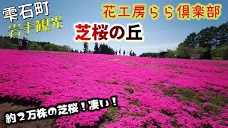 ２万株の素敵な芝桜＆ガーデニングショップ「花工房らら倶楽部」 岩手県雫石町 [upl. by Tad]