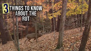 The Best Time to Hunt the Rut [upl. by Ecertak69]