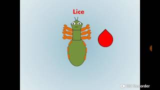 Lice Pediculus amp Phthirus القمل [upl. by Jareb387]