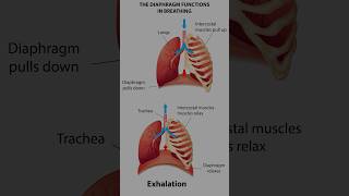 Yoga for breathing pranayma breathingpractice yogaforall stamina staminatipsonlineyogaclasses [upl. by Nywloc181]