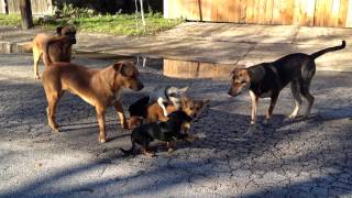 San Antonio street dogs breeding in the streets [upl. by Zillah453]