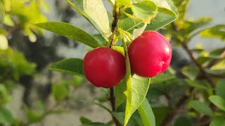 Barbados Cherry flower to fruit 🍒 [upl. by Nosaj882]