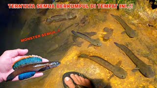 TEMPATNYA BERKUMPUL CHANNA LIMBATA DIMALAM HARI  BERBURU DAN MANCING IKAN CHANNA LIMBATA [upl. by Akins630]