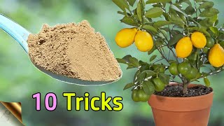 10 TRICKS TO GROW LOTS OF LEMONS  HOW TO GROW LEMON TREE IN POT  CITRUS TREE CARE [upl. by Hogg]