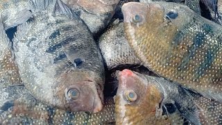 Bangalore Fish Shop  GK Fish Stall fishshop [upl. by Arias]