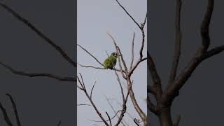 Coppersmith Barbet birds birdsvideo birdslife poop birdwatching morningvibes urbanwildlife [upl. by Cordy]