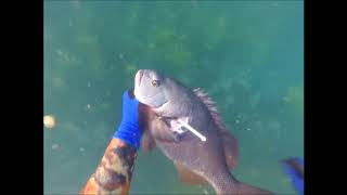 NSW Spearfishing amp Diving Central Coast Terrigal To Seals Rocks [upl. by Keefe]