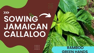 Sowing Jamaican callaloo callaloo jamaican sowing [upl. by Irrehs]