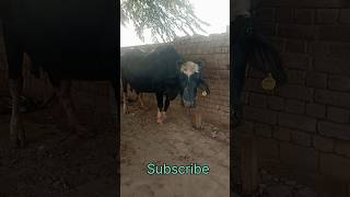 Nilli Ravi buffalo for sale nilliravibuffalo singhdairyfarm sidakdairyfarm viral shortsfeed [upl. by Tomkins]