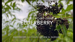 What elderberry varieties are the best Top elderberry cultivars for quality fruit production [upl. by Werd]