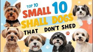 10 Small Dogs That Don’t Shed Perfect Companions for Allergy Sufferers [upl. by Nylime]