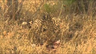 Cheetah Eating a Duiker Kill [upl. by Llerrit]