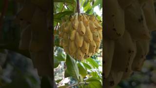 Rollinia fruittrendingyoutube shortsTropical fruit garden [upl. by Eizeerb683]