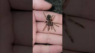 Free handling tarantula Mexican red knee😄😃💯 tarantula shorts [upl. by Emsoc]