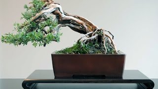 How to Care Ligustrum Sinense Bonsai  Chinese Privet SmallLeaved Privet [upl. by Acherman]