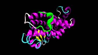 PPARγ receptor activation helix helix 12 H12 can exist in an antagonist form [upl. by Emirej]