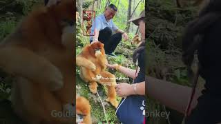 Foping Golden Snubnosed Monkey in China travel chinatravel travelvlog traveltips nicescenery [upl. by Edylc]