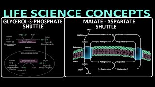 PART5 METABOLISM  SHUTTLE SYSTEM  MALATEASPARTATE SHUTTLE  GLYCEROL3PHOSPHATE SHUTTLE [upl. by Brian22]