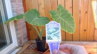 Colocasia Gigantea quotThailand Giantquot [upl. by Neerol]