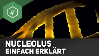 Nucleolus  einfach erklärt [upl. by Hosfmann]