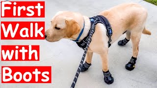 My Dog Wearing and Walking in Boots for the First Time  Hilarious  Funny Walking [upl. by Delano]