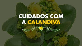 Cuidados com a Calandiva [upl. by Eenyaj]