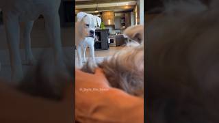 Competing for Mom’s attention 🤓 funnydogs funnydogvideos [upl. by Hotchkiss]