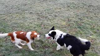 Kooikerhondje is running with Border Collie [upl. by Saddler]