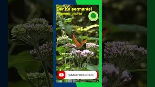 Kaisermantel Argynnis paphia [upl. by Bauske]