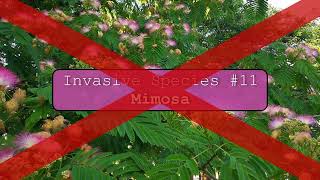 Mimosa Tree  Dirty Dozen Invasive Plants Series 11 [upl. by Eded]