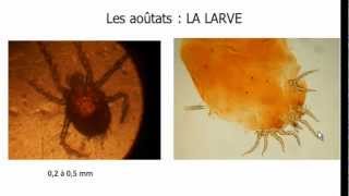 Biologie de laoûtat  morphologiecycle de vie et pathogénie de la larve daoûtat [upl. by Kozloski554]