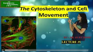 Cytoskeleton and Cell Movements Lecture35 Cell Biology Sliding Filament Theory Myosin proteins [upl. by Namrac331]