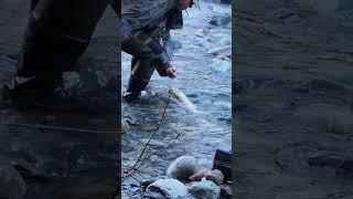 Returning a huge jumping salmon caught by fishingI ❤️ salmon fishing Vedder river Canada 🇨🇦 15 [upl. by Samuele]