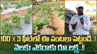 Plant these Crops in 100×3 Feet  Organic Mandya  నెలకు ఎకరాకు రూలక్ష Tone Agri [upl. by Llehcsreh]