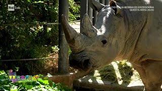 Alla scoperta del Bioparco di Roma  Uno Mattina Weekly 09062024 [upl. by Leummas]