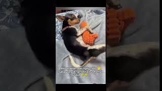 Kelakuan anjing [upl. by Eynahpets]