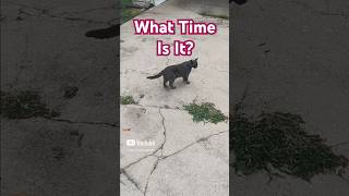 Rudys hungry catlife catbehavior catlovers catshorts cats4life catvideos cats graycat cat [upl. by Deraj]