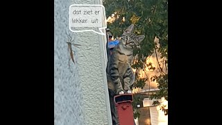 De Vermiste Tilburgse Kat [upl. by Odnomar]