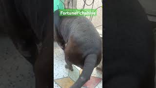 Babu ko fortuner chahiye dog labradorlovers pitbull shorts ytshorts funny comedy doglover [upl. by Nautna]