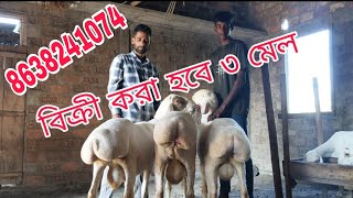 assam goat dumba farm 20 male dumba for sale dumba ph 8638241074 [upl. by Iphigeniah]