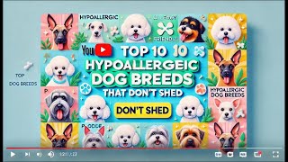 Top 10 Hypoallergenic Dog Breeds That Don’t Shed [upl. by Osi]