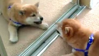 Funny Dogs Barking At Themselves In Mirrors Compilation 2016 [upl. by Deborath942]