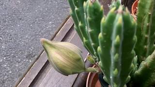 My Stapelia hirsuta Succulent Plant in HUGE bud [upl. by Kele]