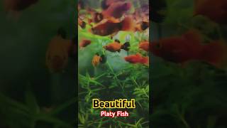 The most beautiful platy fish ever ‼️🔥🐠 subscribe fishtankdesign fish platyfish guppy platy [upl. by Aramoix612]