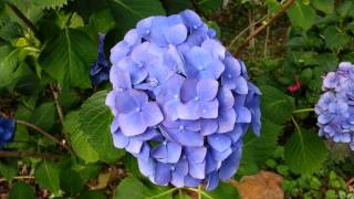 Hydrangea macrophylla blue  Hortensia  Ortensie albastra HD 02 Laborator TEBA [upl. by Ahsito]