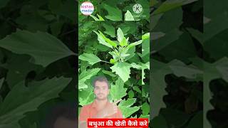 बथुआ की खेती कैसे करेbathua ki kheti kaise karen kishanmedia farming [upl. by Adnilemreh955]