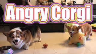 Corgi vs Corgi  Fight Complete Collection [upl. by Pamelina]