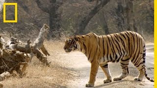 Découvrez les techniques de chasse des tigresses [upl. by Hseham]