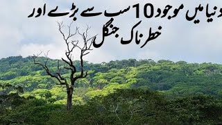 10 Largest Forests in the World [upl. by Irabaj]